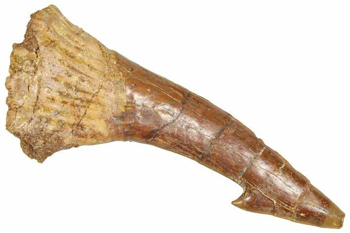 Fossil Sawfish (Onchopristis) Rostral Barb - Morocco #366709